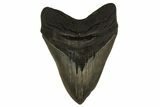 Fossil Megalodon Tooth - Georgia #338619-1
